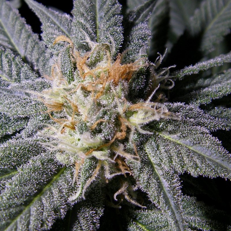 Vrste marihuane - Somango