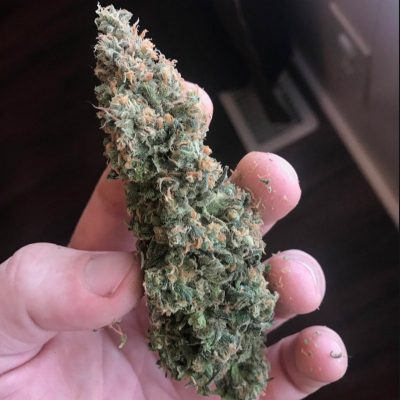 Vrste marihuane - Super Silver Haze