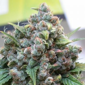 Vrste konoplje - White Widow