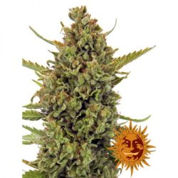 vrste marihuane acapulco gold