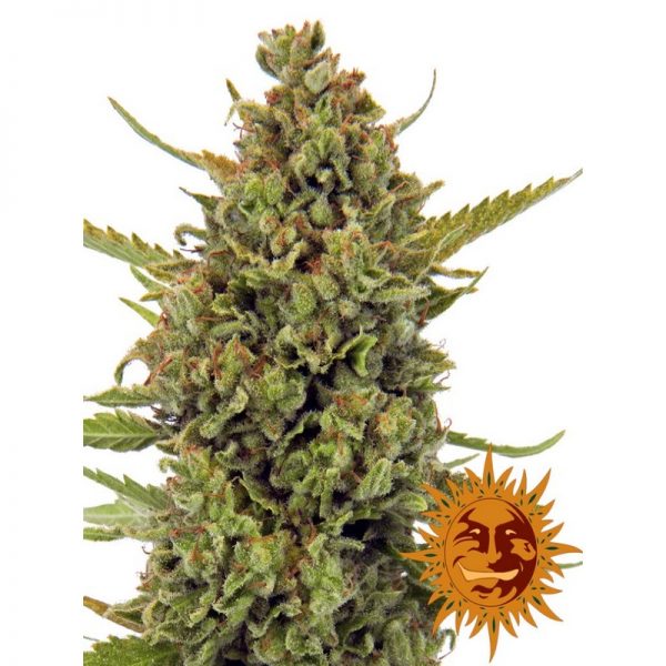 vrste marihuane acapulco gold