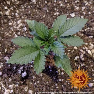 vrste marihuane acapulco gold