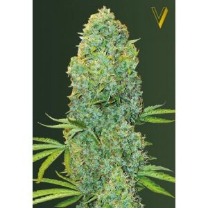 vrste marihuane - Amnesia Haze