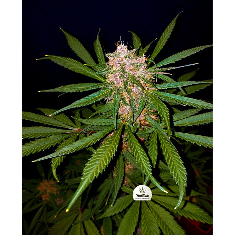 Vrste marihuane - C4 Autoflovering