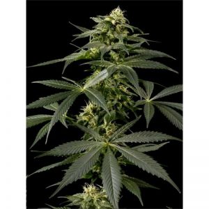 Vrste marihuane - Himalaya Gold
