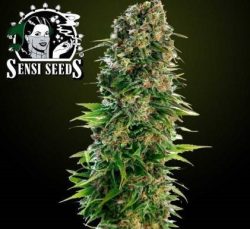 Vrste marihuane Hindu Kush