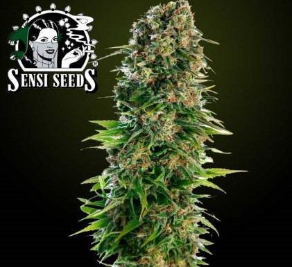 Vrste marihuane Hindu Kush