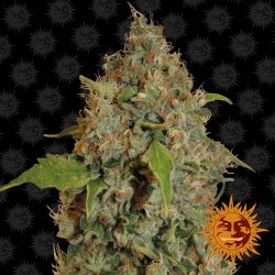 Vrste marihuane - Chronic Thunder