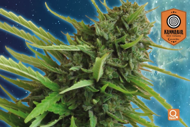 Vrste marihuane - Mataro Blue