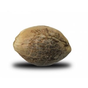 vrste marihuane - northern light