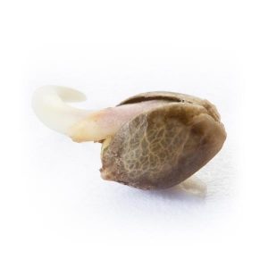 vrste marihuane - northern light