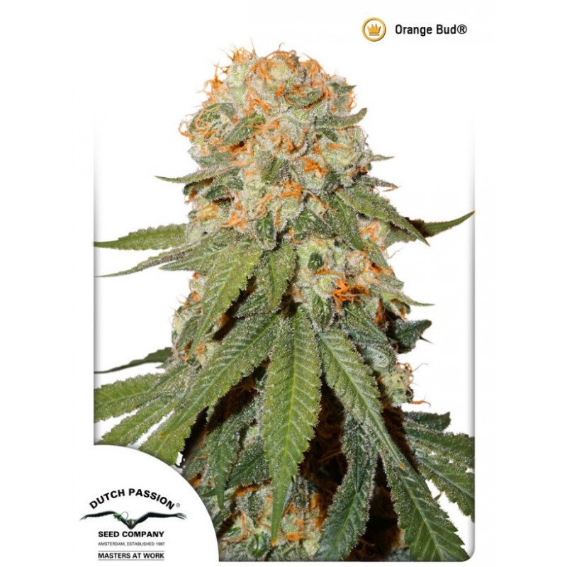 Vrste marihuane - Orange Bud
