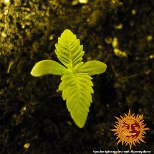 Vrste marihuane Pineapple chunk