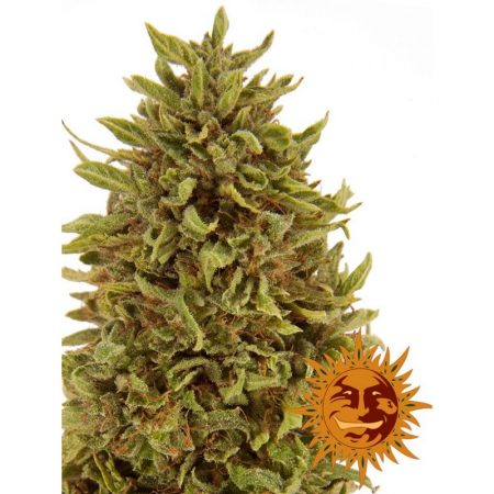 Vrste marihuane - Pineapple Express