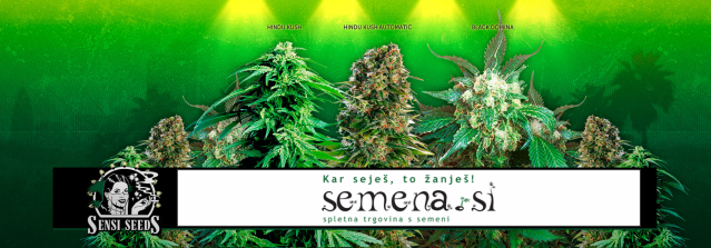 Vrste marihuane Hindu Kush