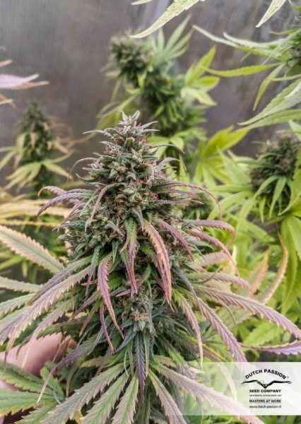 Vrste marihuane - Durban Poison