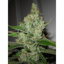 Vrste marihuane - Super Lemon Haze