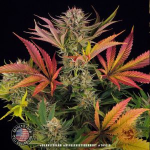 blue-sunset-sherbert