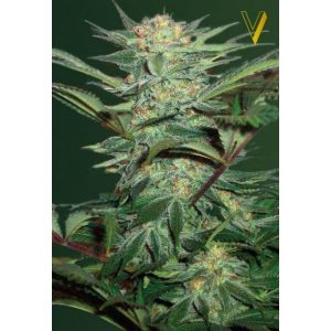 AUTO-WHITE-WIDOW