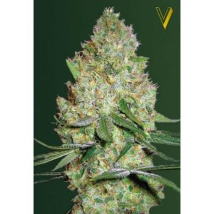 CHRONIC-MONSTER-XXL