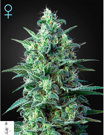 WHITE WIDOW AUTO CBD WHITE-WIDOW-AUTO-CBD