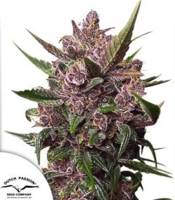 Auto Blackberry Kush