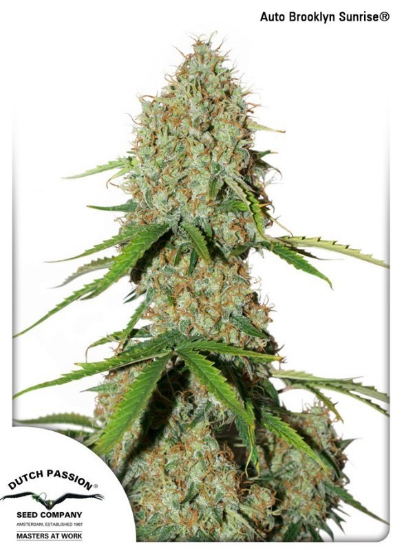 Auto Blooklyn Sunrise