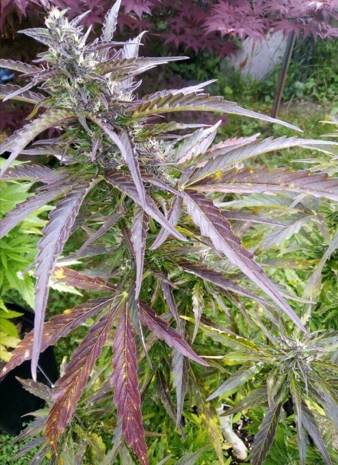 Auto Critical Orange Punch