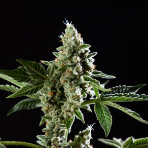 OG-SAN-FERNANDO-VALLEY