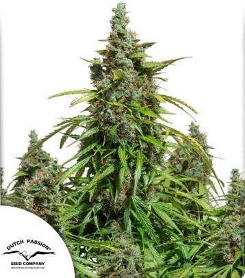 Auto Mazar Dutch Passion