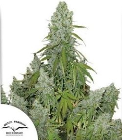 Auto Ultimate Dutch Passion