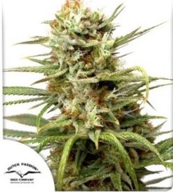 Auto White Widow Bud