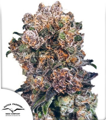 Blueberry Dutch Passion