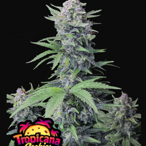 tropicana-cookies-auto